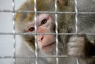 Kết quả tiêm vaccin thử nghiệm phòng corona virus (sars-coV-2) cho khỉ ở Trung Quốc