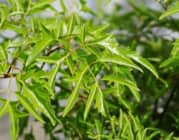 Lá đinh lăng ăn sống hay nấu chín: Cách nào tối ưu dưỡng chất nhất