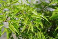 Lá đinh lăng ăn sống hay nấu chín: Cách nào tối ưu dưỡng chất nhất