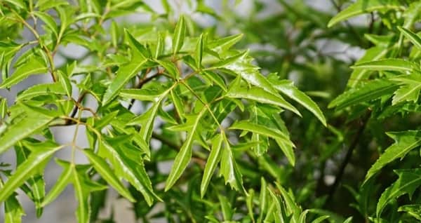 Lá đinh lăng ăn sống hay nấu chín: Cách nào tối ưu dưỡng chất nhất