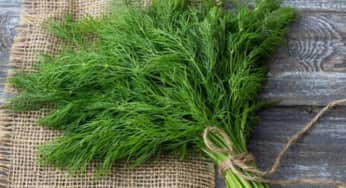 Loại rau gia vị tốt cho hệ tiêu hóa, tăng cường sức đề kháng