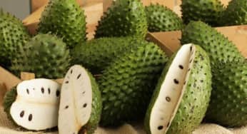 Mãng cầu xiêm loại trái cây ngừa ung thư, hỗ trợ tiêu hóa khỏe mạnh