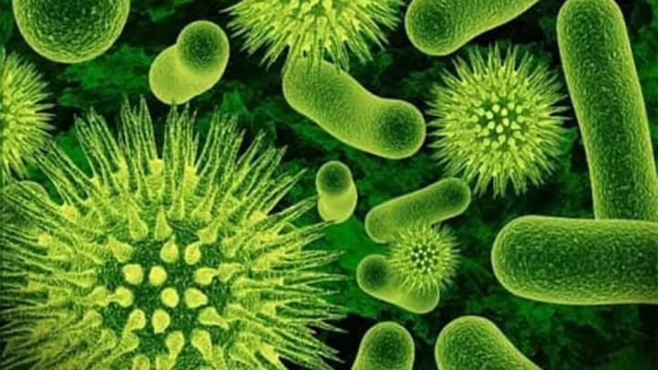 Sự hình thành và sinh sản của vi khuẩn  Vinmec