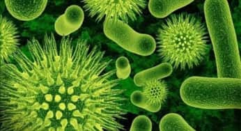 Màng quang hợp ở vi khuẩn lam ở góc nhìn mới