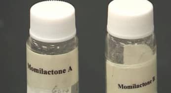 Momilactone A, Momilactone B hợp chất kỳ diệu chữa ung thư và nhiều bệnh mạn tính