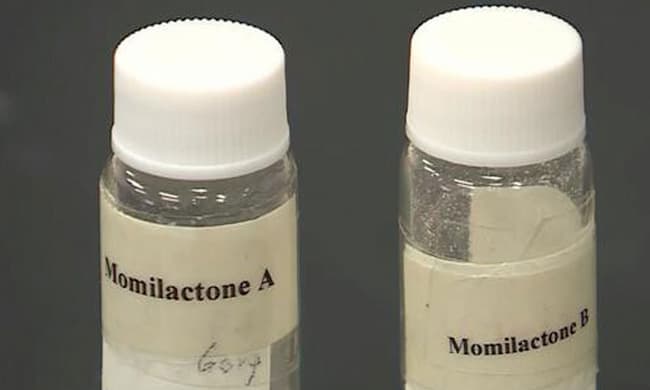 Momilactone A, Momilactone B hợp chất kỳ diệu chữa ung thư và nhiều bệnh mạn tính