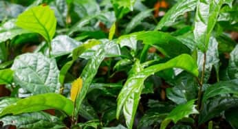 Nên uống cây xạ đen tươi hay khô, điều cần lưu ý