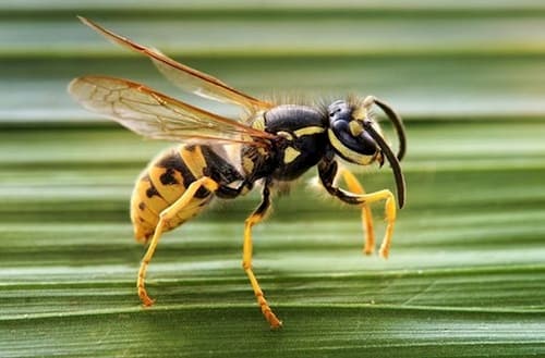 Biểu hiện nhiễm độc và nhận dạng loại ong nguy hiểm