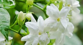 Những bài thuốc chữa bệnh hay từ cây hoa nhài