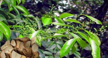 Những bài thuốc hay từ cây xạ vàng