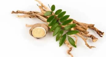 Những bài thuốc trị bệnh hay từ cây mật nhân