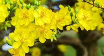 Những bài thuốc trị bệnh hay từ hoa mai vàng