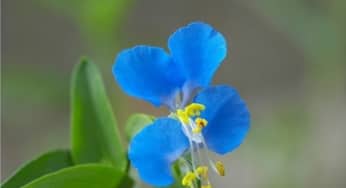 Những bài thuốc trị bệnh hay từ rau trai (thài lài trắng)