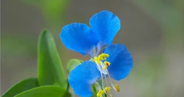 Những bài thuốc trị bệnh hay từ rau trai (thài lài trắng)