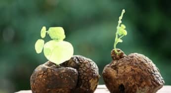 Những điều cần cần nhớ khi dùng củ bình vôi chữa bệnh