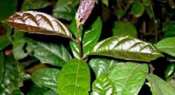 Những lợi ích của cây xạ đen đối với sức khoẻ
