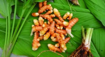 Những tác dụng của cây nghệ vàng đối với hệ tiêu hoá