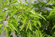 Những tác dụng của lá đinh lăng đối với sức khoẻ