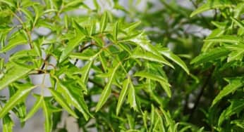 Những tác dụng của lá đinh lăng đối với sức khoẻ