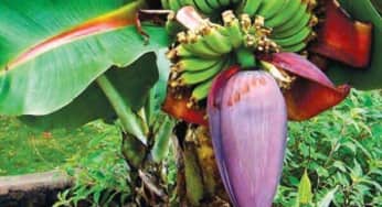 Những loại thức ăn cần tránh vì có thể gây ngộ độc