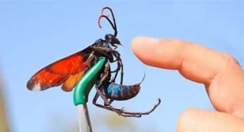 Nhiễm nọc độc do ong đốt: nhân dạng loại ong, sơ cứu, điều trị