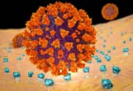 Protein “mồi nhử” ngăn nCoV tấn công tế bào người