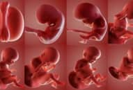 Quá trình hình thành, phát triển thai nhi, diễn ra như thế nào?