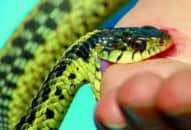 Rắn độc cắn: biểu hiện, xác định loại rắn độc, xử trí cấp cứu