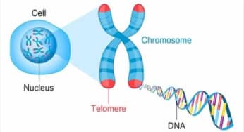 Rút ngắn telomere phòng ngừa ung thư: telomere là gì