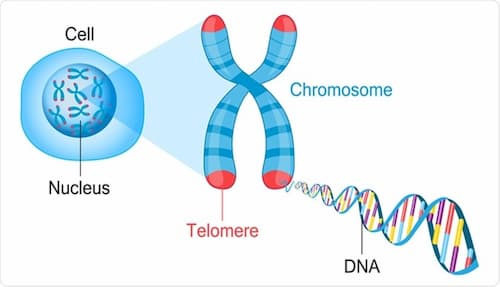Rút ngắn telomere phòng ngừa ung thư telomere là gì