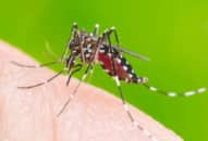 Tại sao sốt xuất huyết trở thành mối đe dọa nghiêm trọng đối với sức khỏe cộng đồng