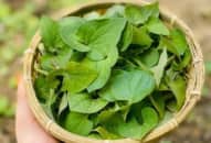 Top 8 thực phẩm thanh nhiệt cơ thể, dễ tiêu hóa