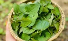 Top 8 thực phẩm thanh nhiệt cơ thể, dễ tiêu hóa