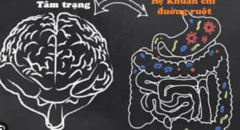 Trục não – ruột, tác động của hệ vi sinh đường ruột với bệnh đường tiêu hóa