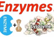 Vai trò của Enzyme trong tiêu hóa, thực phẩm chứa enzyme có lợi
