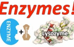 Vai trò của Enzyme trong tiêu hóa, thực phẩm chứa enzyme có lợi
