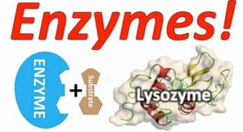 Vai trò của Enzyme trong tiêu hóa, thực phẩm chứa enzyme có lợi
