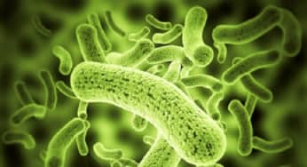 Vi khuẩn đường ruột oxalobacter formigenes hỗ trợ điều trị sỏi thận
