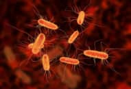 Viêm ruột E coli: nguyên nhân, triệu chứng, cách điều trị