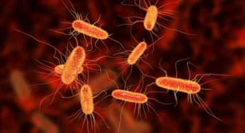 Viêm ruột E coli: nguyên nhân, triệu chứng, cách điều trị