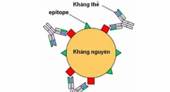 Xét nghiệm kháng thể, kháng nguyên để hiểu hệ miễn dịch của cơ thể